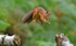 Red Squirrel