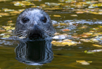 Autumn Seal