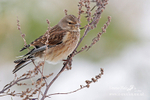 Lesser Redpoll  220113-51a