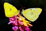 Clouded Yellow Pair