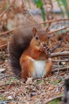 EOS 5D Mark III_3920 pse Brownsea Oct 14