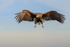 White-tailed Eagle