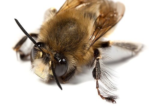 Male Hairy-footed Flower Bee ([i]Anthophora plumipes[/i]), showing typical arrangement of hairs on mid pair of legs.