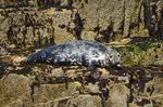 Atlantic Grey Seal
