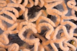 Tritonia hombergii egg mass