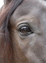 AnimalsCreatures _0009