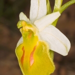 Hornet Ophrys yellow variety (Ophrys crabronifera var chlorantha)