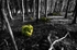 Green Rocks