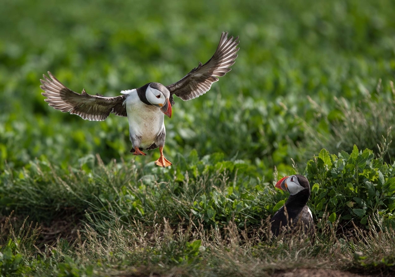 Puffin - Farne Islands