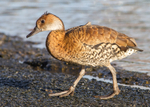 Cuban Whistling Duck 1
