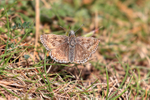 Dingy Skipper, St Aldhelm's Head, Dorset, UK