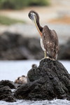 Peruvian Pelican preening on rock, Chile