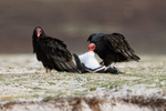 Turkey Vulture eating dead penguin, Volunteer Point, Falklands
