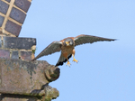 Kestrel - Falco tinnunculus
