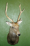 Bates - Sika