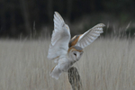 Barn owl