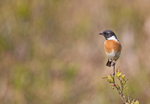 Stonechat - Saxicola rubicola