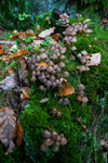 Fungi in Oakwood