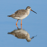 Spotted Redshank reflection in the lagoon on Brownsea Island