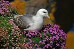 June 2010 - Fulmar