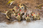 Red-billed Quelea bathing 6