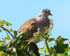 Turtle Dove perched in a tree at Otmoor RSPB