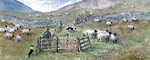 Sheep Gathering