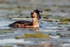Great Crested Grebe