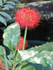 South Africa Cape Town National Botanical Garden flower 1
