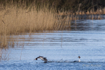 Courting Ritual 2 of 6 - Great Crested Grebes