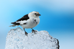 Snow Bunting (male) on ice, Jokulsarlon, Iceland