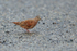 Ruddy Ground-Dove, Gamboa, Panama