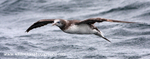 SBG035: Juvenile in Flight