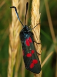 Six-spot Burnet