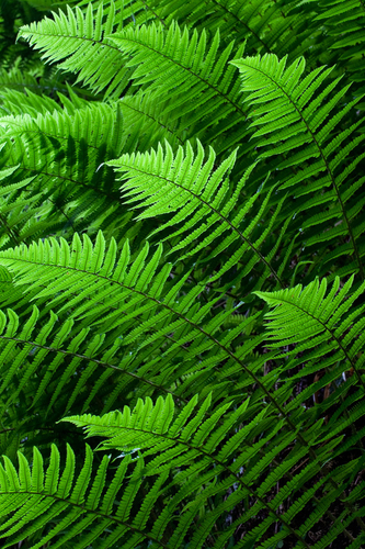 Wonderful contrasting backlit greens of summer ferns shot from below the fern leaves.