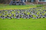 Barnacle Geese