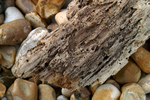 Pagham & Selsey - 35