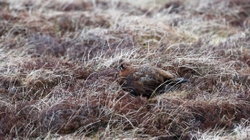 Teesdale  2018-04-17 14-51-44 