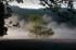 Magic Tree