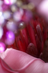 Flowers Set 08 - 44