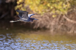 Little Blue Heron flying, Venice Rookery, Florida