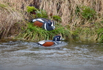 Harlequin Ducks