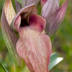 Scarce Serapias (Serapias neglecta)