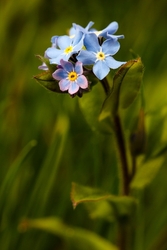 Wild Flowers (Lockdown in Spring) portfolio