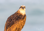 Osprey Golden 3