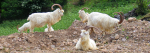 Grt Orme Goats