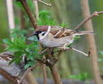 Tree Sparrow