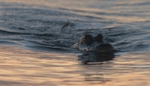 FLR015: Alligator
