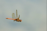 Male Common darter