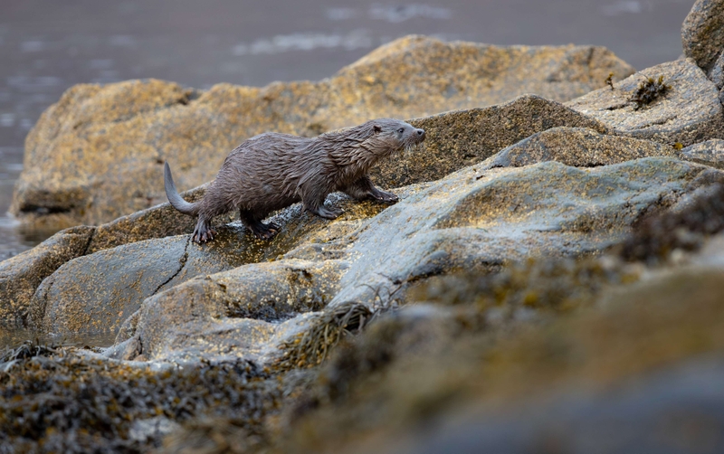 Eurasian Otter - Isle of Mull - Scotland